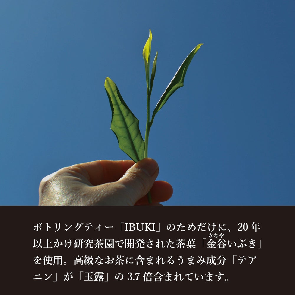 ボトリングティー（ボトルドティー）IBUKI（緑茶/煎茶タイプ）の味わい分布。