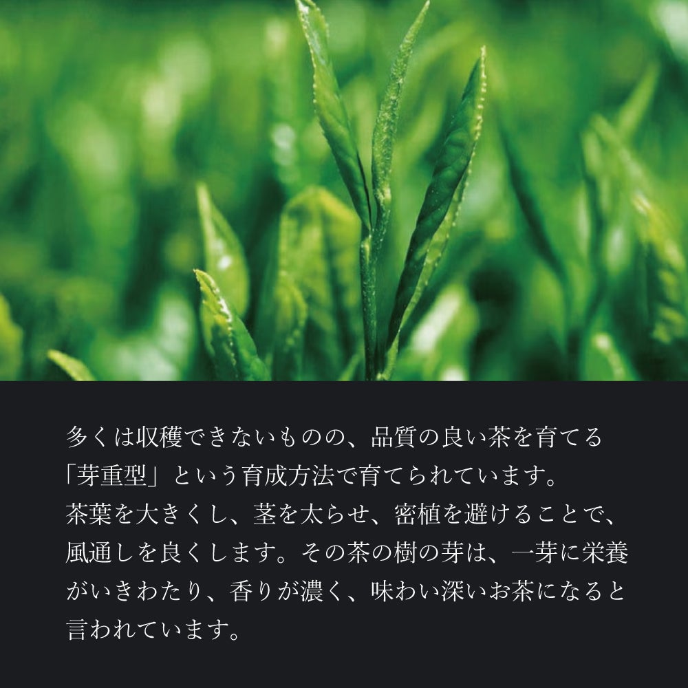 ボトリングティーＫＯＵＳＨＵＮ（こうしゅん）は、華やかな香りと、うまみ、日本茶らしい苦味は、先様の好みを選ばずにお選びいただけます。